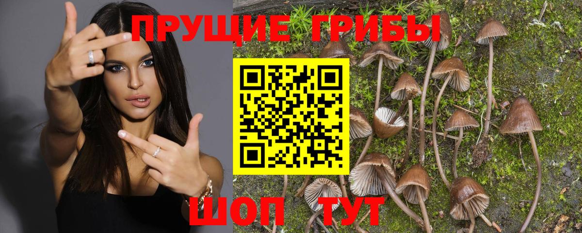 Галлюциногенные грибы MAGIC MUSHROOMS  Вход с VPN  Донской 